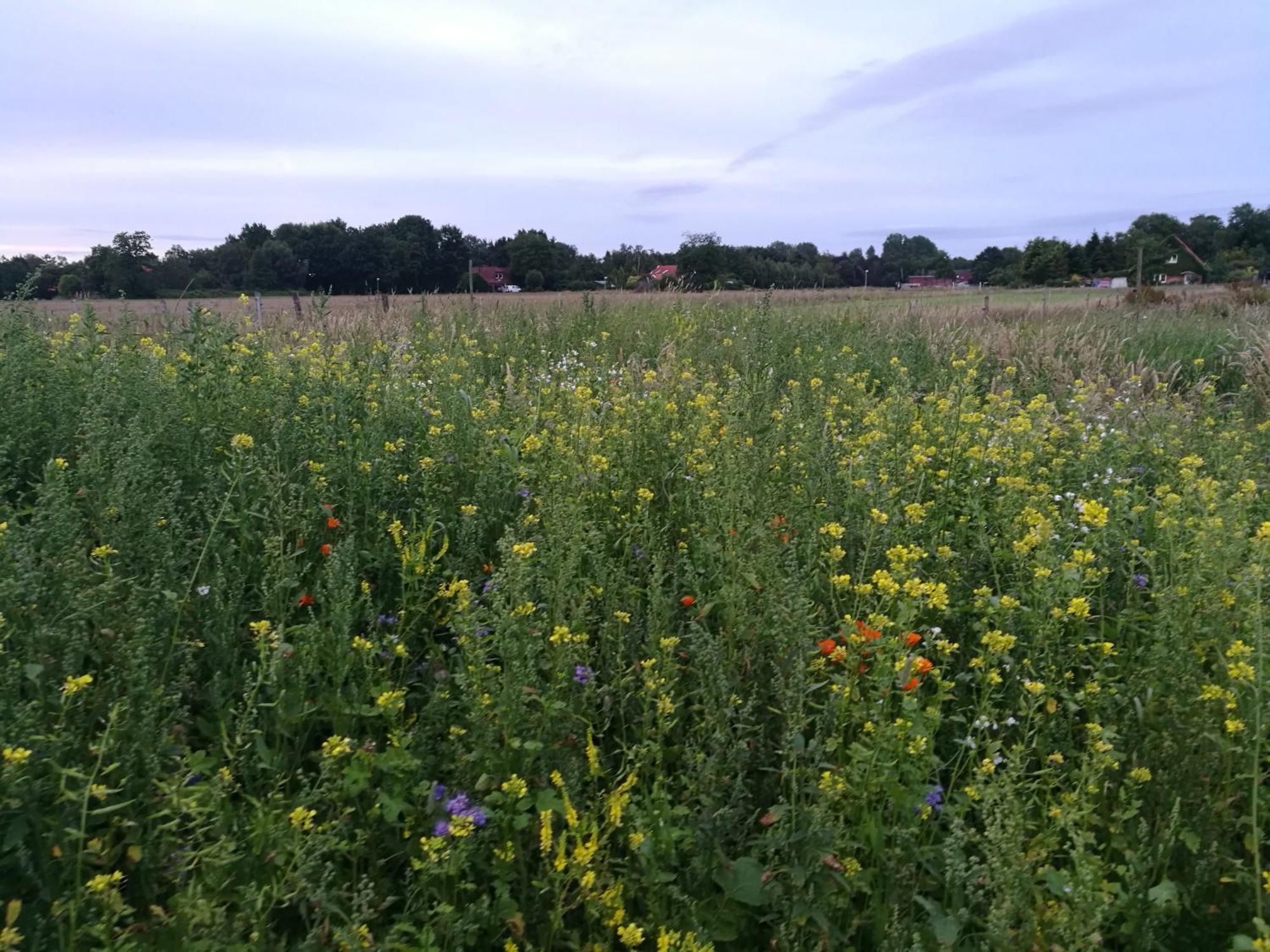 Neu! Landhaus Ostfriesenruhe Berumbur ภายนอก รูปภาพ